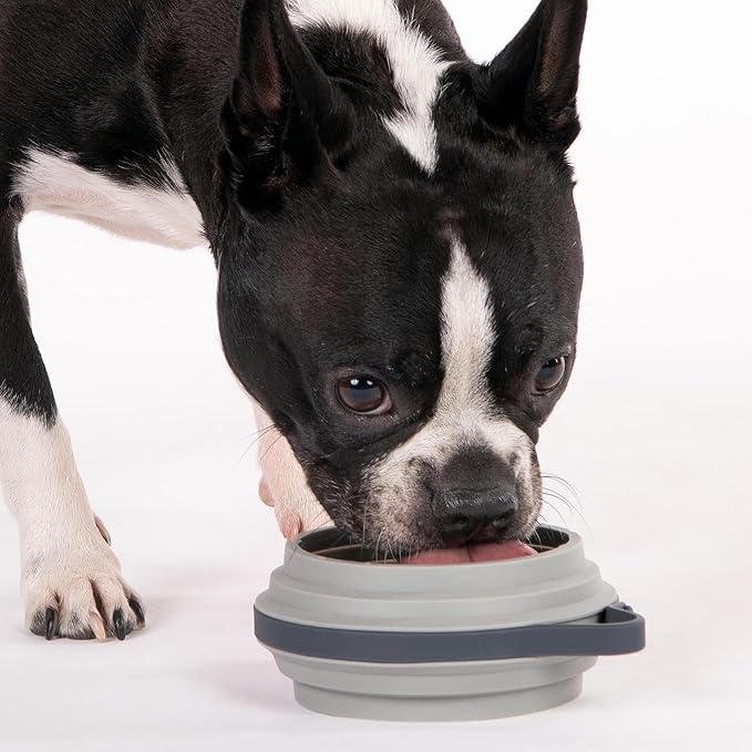 Nomad Small Collapsible Dog Bowl